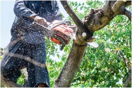 tree services Stamford